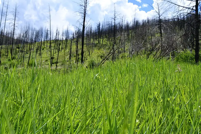 Green grass in a forest clearing
