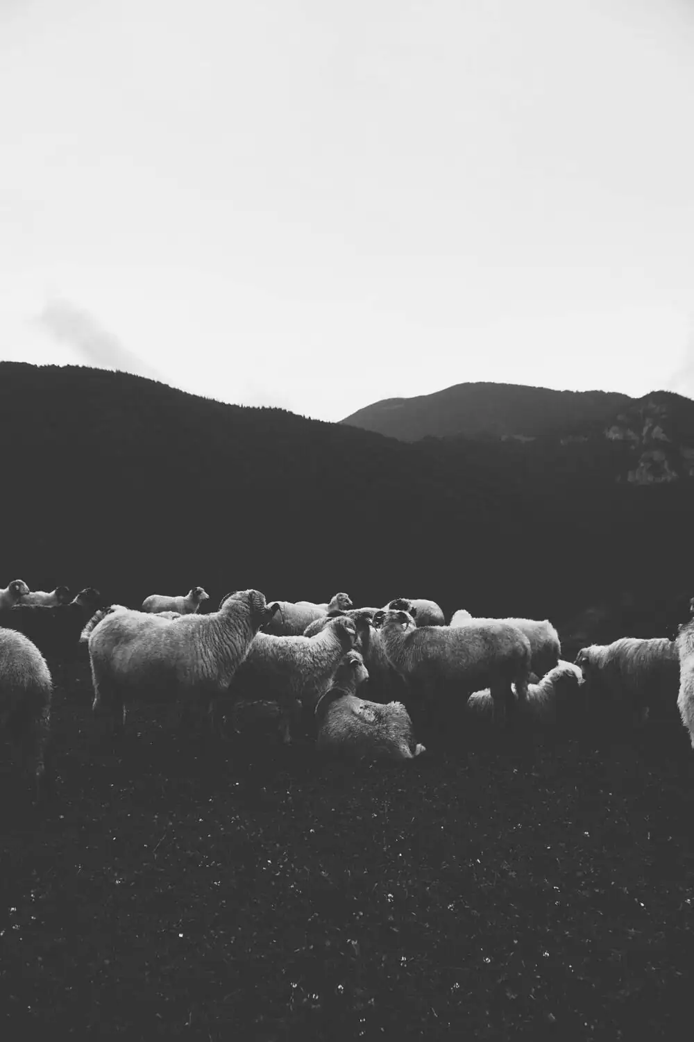 A flock of sheep