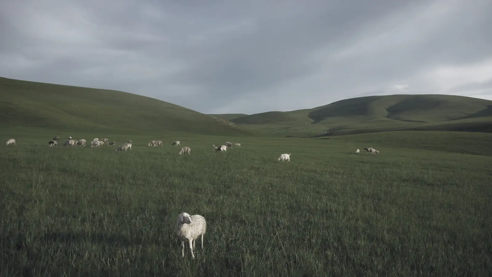 Sheep grazing on a green hillside