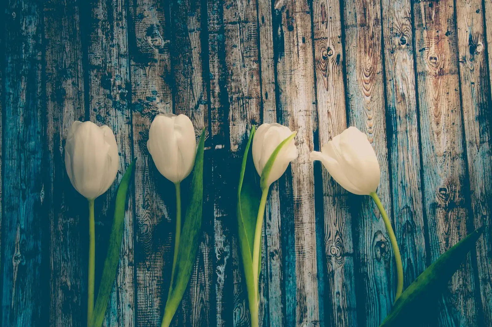 White tulips on weathered wood
